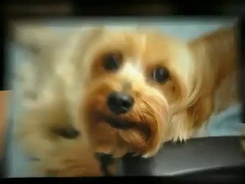 Boca Raton Pet Sitter | Dog Grooming and Dog Boarding