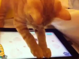 Ги фати сите глувчиња