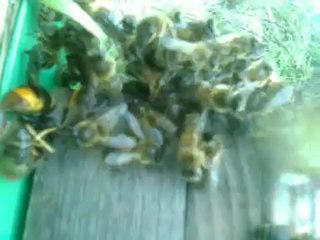 Abeilles contre frelon