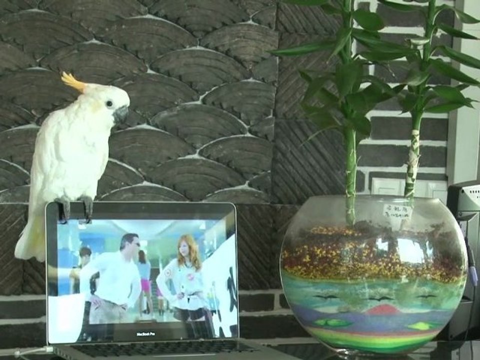 Perroquet Gangnam Style