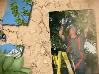 Steve Jones Tree Service (901) 266-1000
