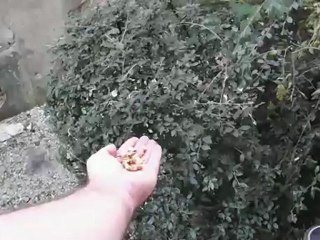 Mésange charbonnière qui vient dans la main