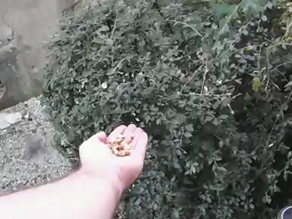 Mésange charbonnière qui vient dans la main