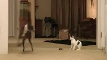 Шустрые игры с котёнком
