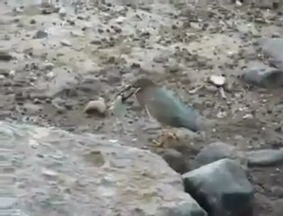 balık avlamaya çalışan akıllı kuş,görenleri hayrete düşürüyor.