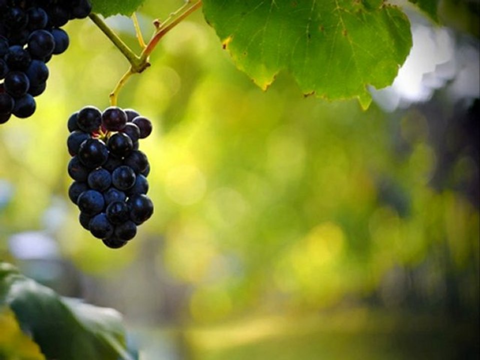 Differences in wine by Capital Vintners