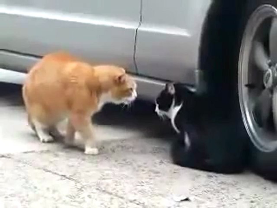 Crazy Cat talk