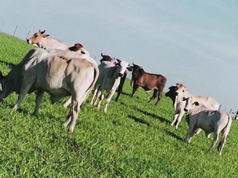 Direto da Bolsa - 04 de setembro de 2012 - 1ª Edição