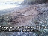 Basuras y animales muertos en playas de Viodo y Llumeres