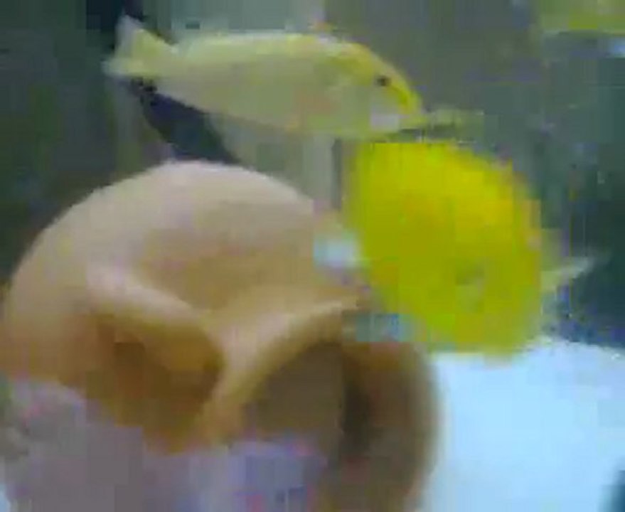 Video0020