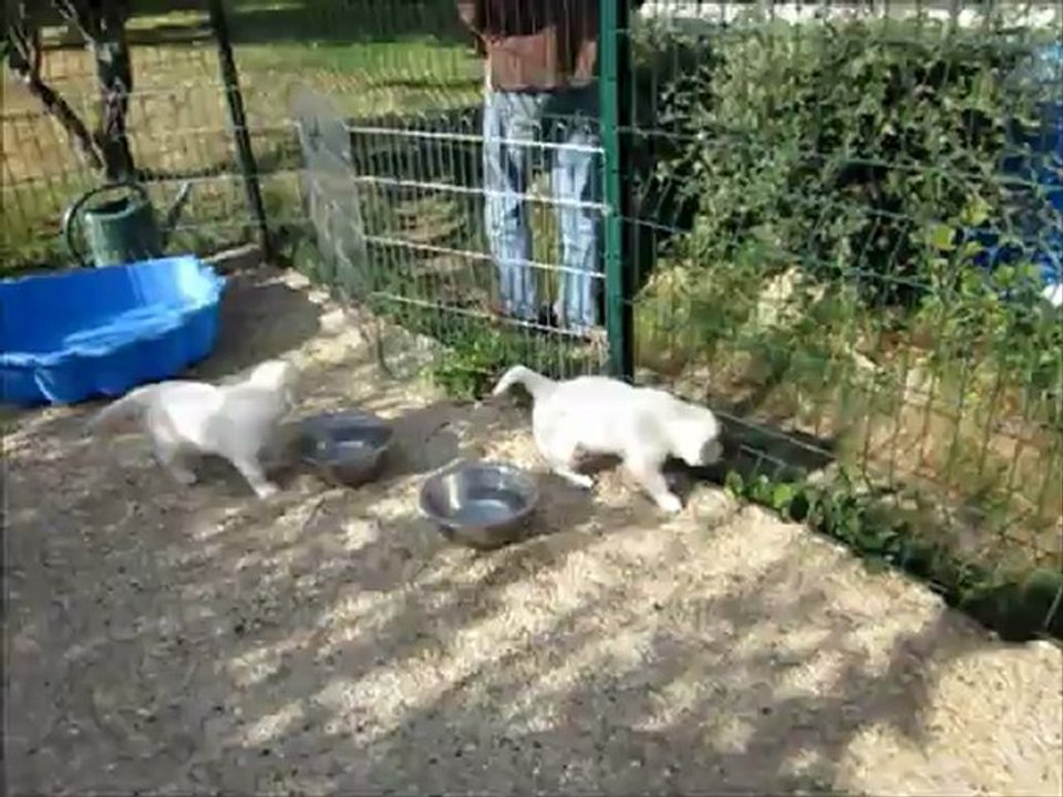 Les H IN THE GARDEN OF THE GOLDEN