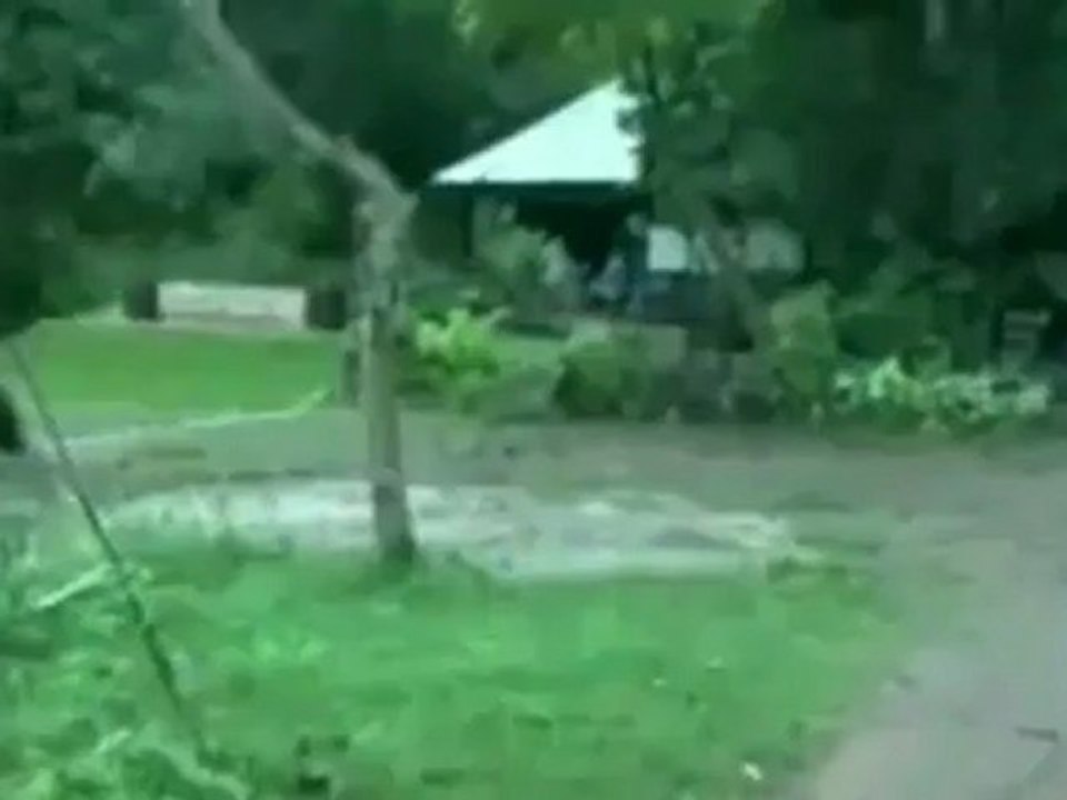 Affe ärgert Hund - zieht am Schwanz BETTER QUALITY