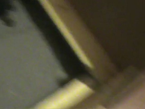 Chiots Beaucerons premier repas