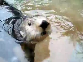 Nellie, the talking sea otter at Point Defiance Zoo