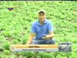 (VÍDEO) Permite Agro Venezuela independencia de productores