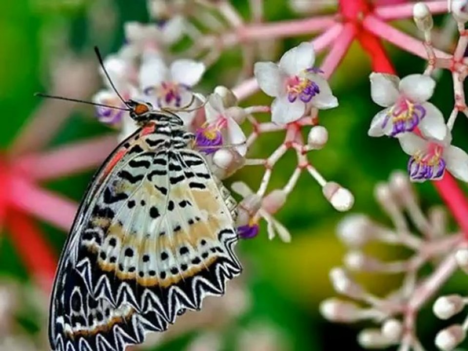 Türk &yunanca% şarkı