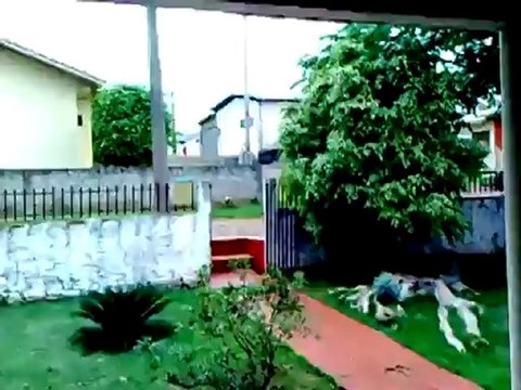 Попугай охраняет дом как собака