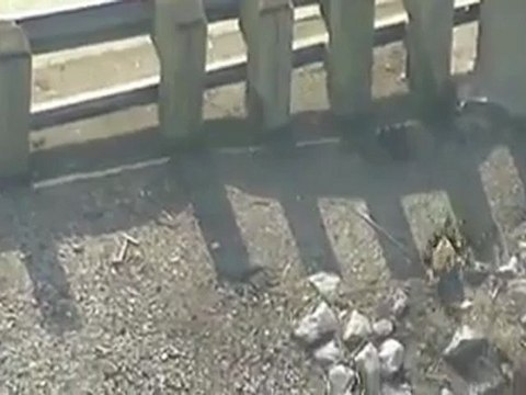Семейство уток переходит через дорогу