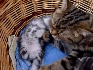 Заботливая мама