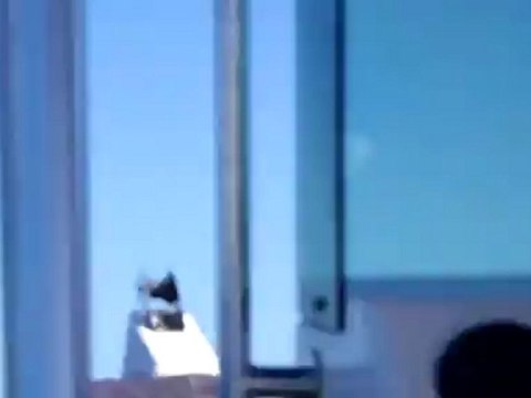 Dauphins et baleine à Nouméa