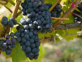 JM Mangeot, viticulteur présente les cépages des Côtes de Toul 2012