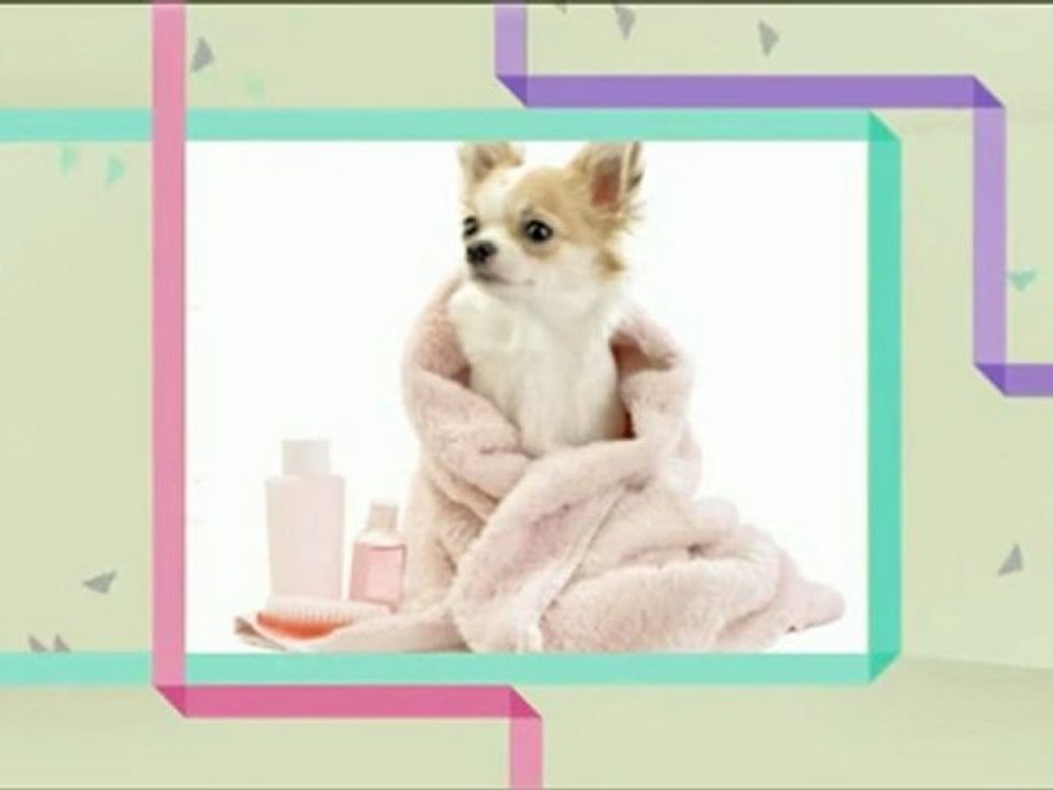 Pet Boutique - (760) 375-3310