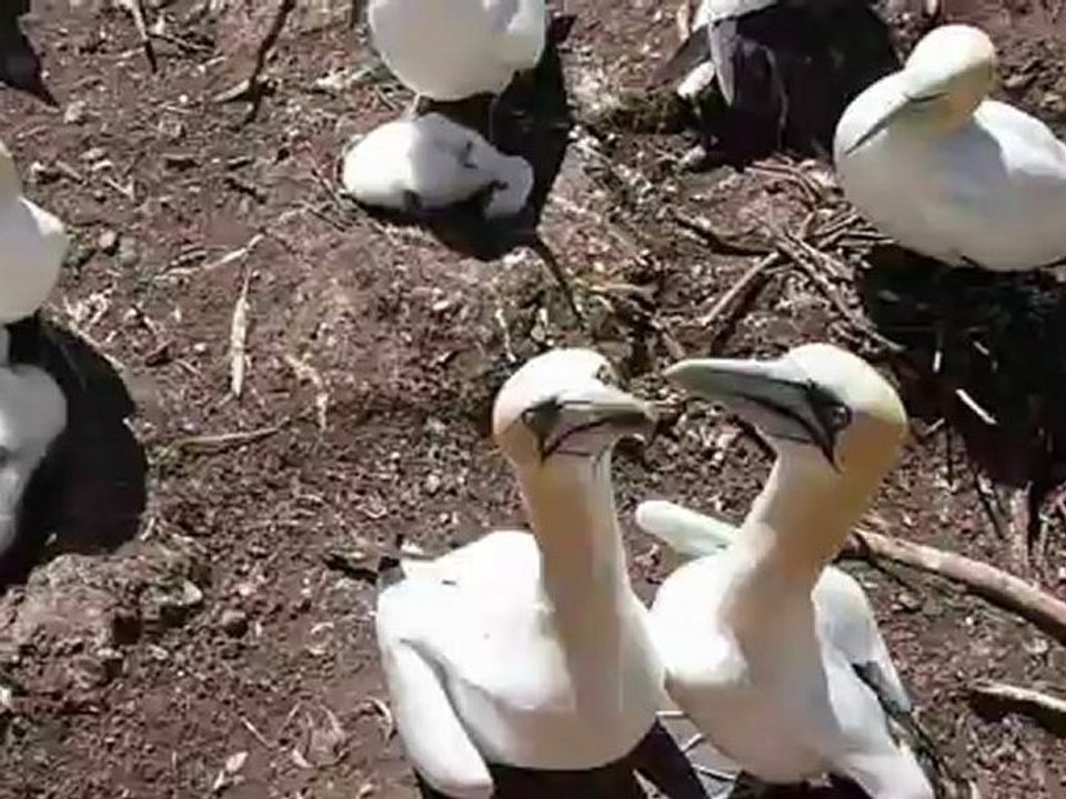 l escrime des fous de bassan