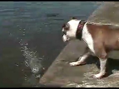 Le chien et le caillou qui tombe dans l'eau