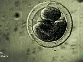 Envejecimiento y fertilidad: El efecto abuela