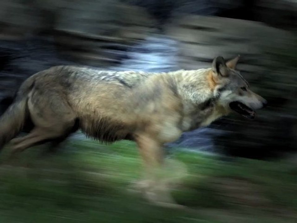 Le lynx, le loup et nous! BA