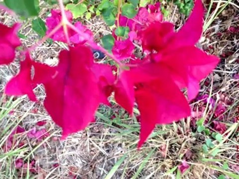 KRTW faunes et flores de la Réunion