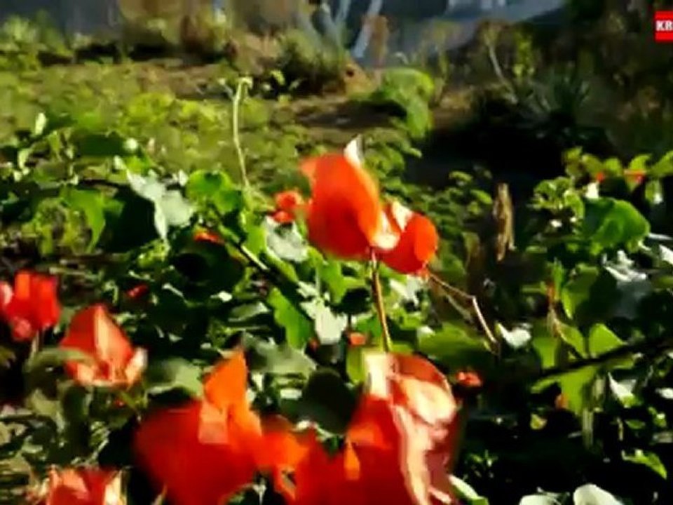 Bougainvilles Orange