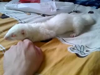 Ma furette... malade et personne sait se qu'elle a :(