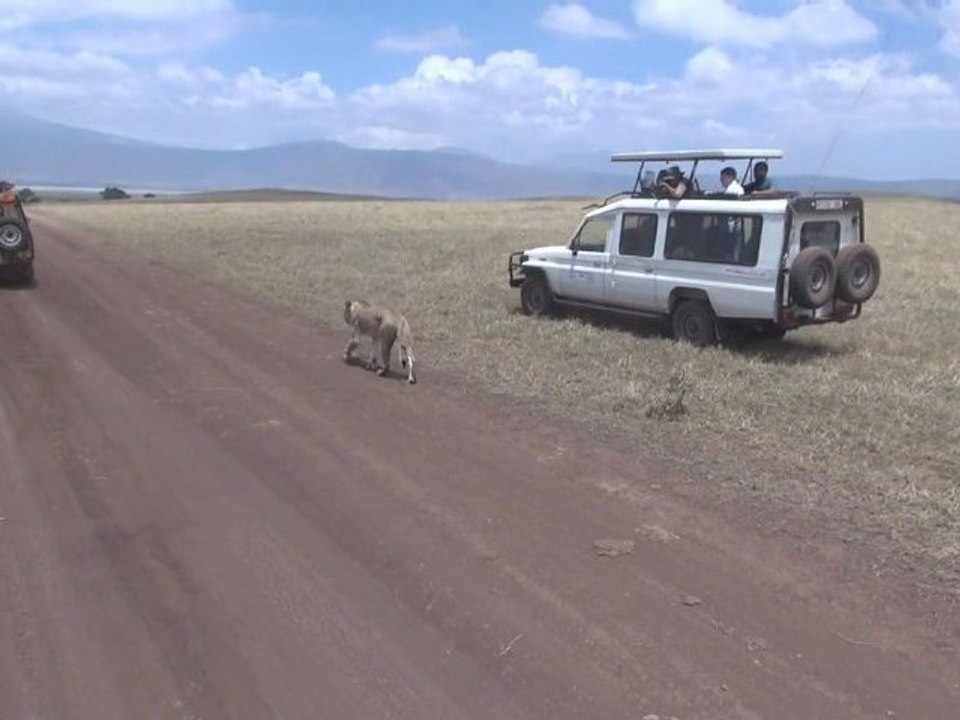 Tanzanie : safari dans le cratère Ngorongoro