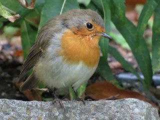 Le Rouge Gorge au Jardin botanique du Mazet