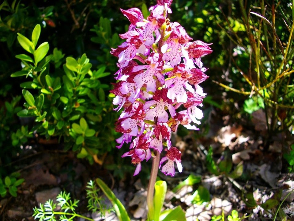 Papy Jeanmarry singt weißen Rosen
