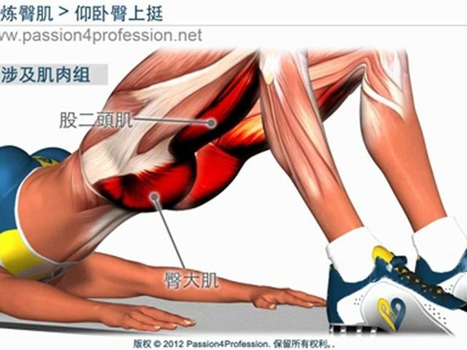 仰卧臀上挺