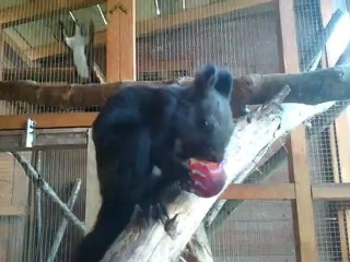 snickers écureuil du japon