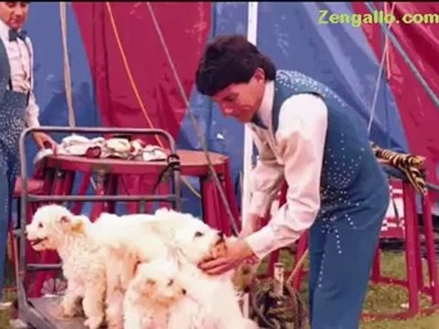 Watch Now: Olate Dogs Among Best in Show on America's Got Talent