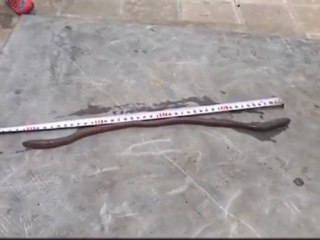 Découverte d'un ver de terre géant en Chine