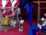 VIDEO: Americas Got Talent Recap: Olate Dogs Among Best in Show on 'AGT'