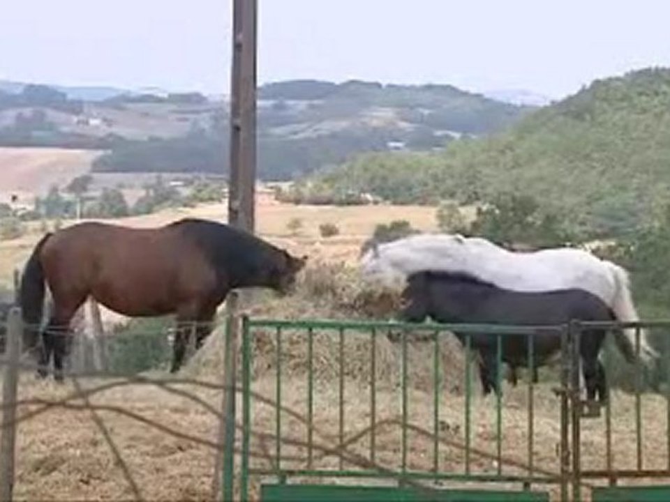 Pour sauver les chevaux maltraités