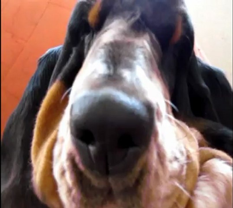 Bounty une basset hound très têtue !!!