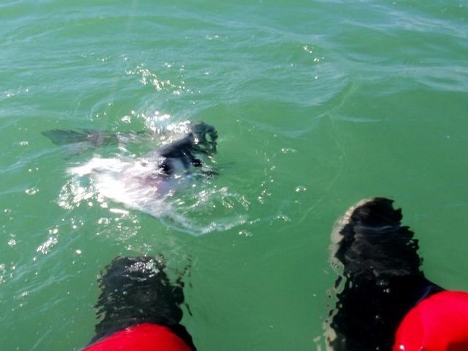 Session pêche en Kayak du 9 septembre 2012  avec Dom sur épaves, à Dunkerque. HD