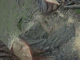 White Pine Tree Removal Services Online