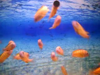 ilangilerimin son hali