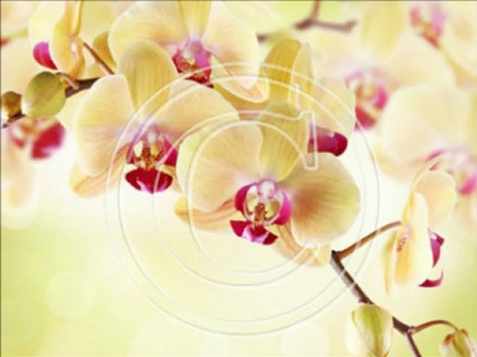 Scrapbook Papers With Orchid Designs At IslandPaperie