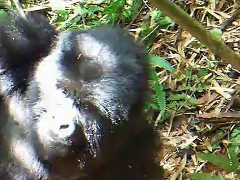 2012 06 RWANDA : on y va, les GORILLES nous attendent . Photos et videos du groupe AMAHORO