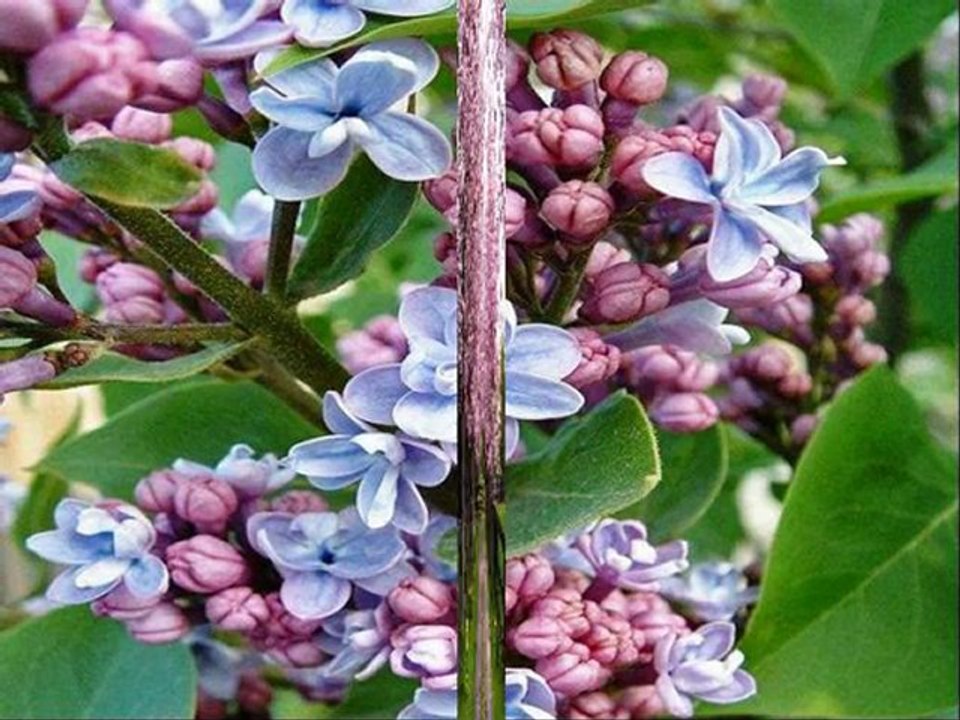 LA MAGIE DU PRINTEMPS