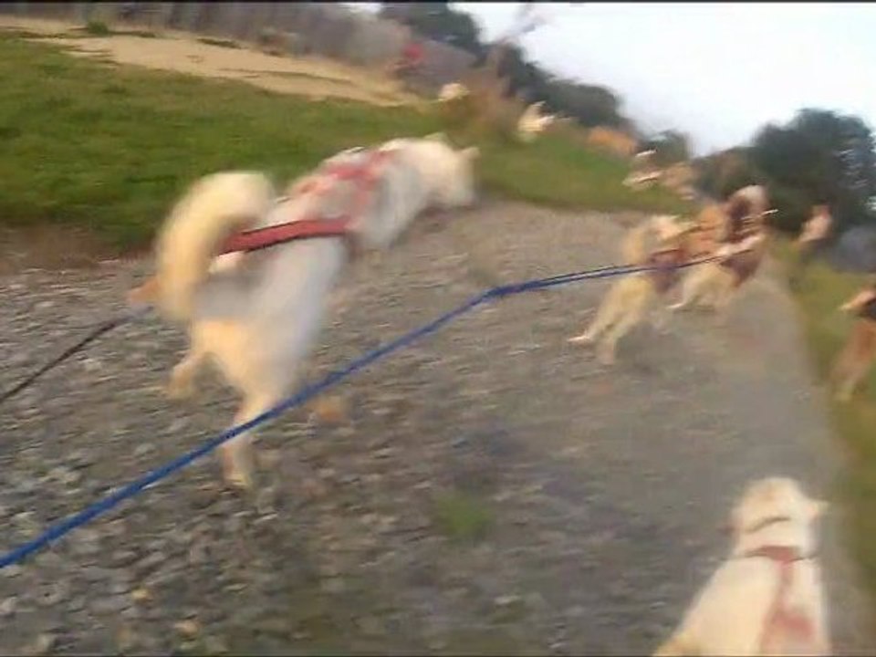 préparatifs entraînement 04-09-12 quad 10 chiens